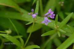 Neanotis lancifolia
